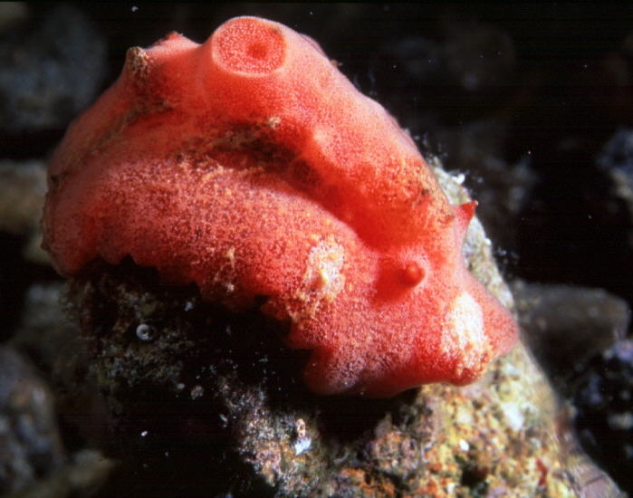 Sclerodoris tuberculata